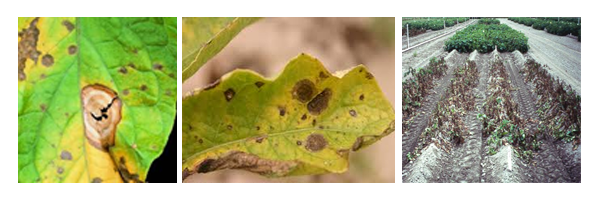 bataterira_alternariose