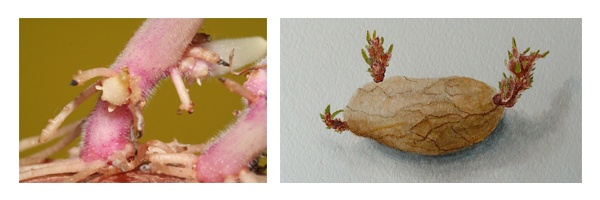 bataterira_grelamento