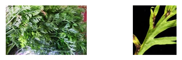 cenoura_alternariose