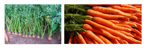 cenoura_infestantes