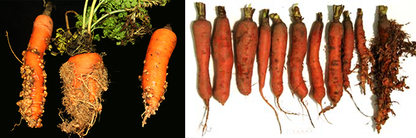 cenoura_alternariose