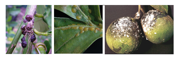 citrinos_cochonilhas