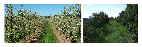 citrinos_infestantes