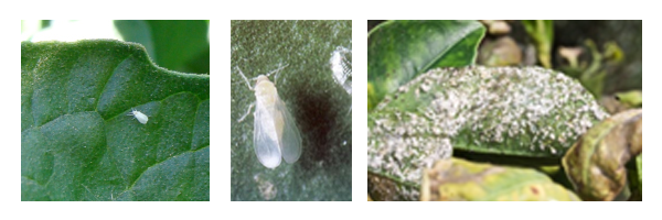 citrinos_mosca-branca