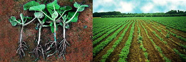 cenoura_alternariose