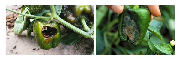 pimenteiro_alternariose