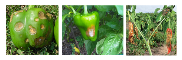 pimenteiro_antracnose