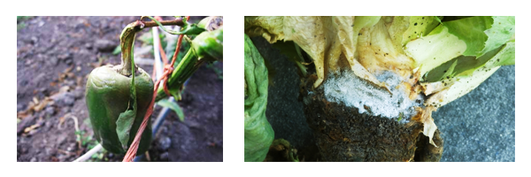 pimenteiro_podridao-cinzenta