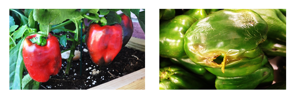 pimenteiro_podripao-apical