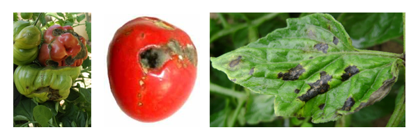 tomateiro_alternariose