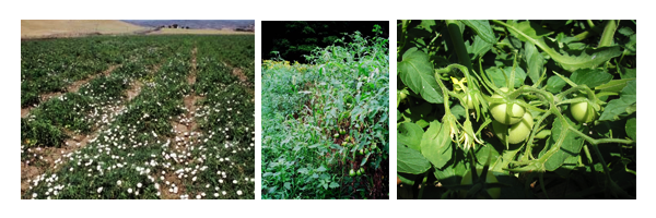 tomateiro_infestantes