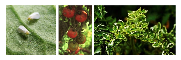 tomateiro_mosca-branca