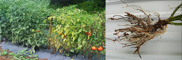 cenoura_alternariose