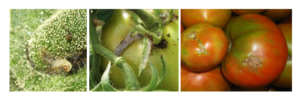 tomateiro_tuta-absoluta