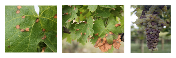 vinha_podridao-cinzenta