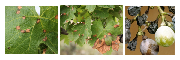 vinha_podridao-negra